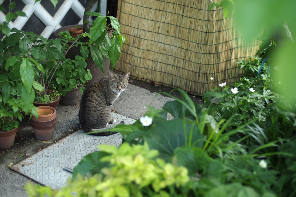 cat_555　にゃに撮ってんニャ!