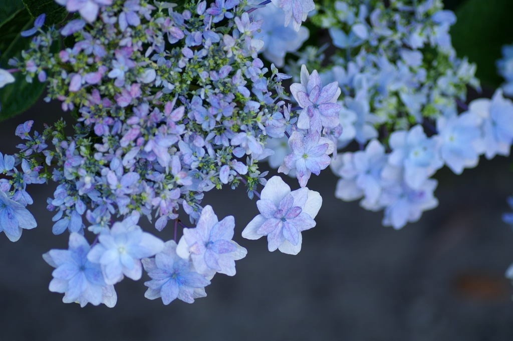 9月の紫陽花_1