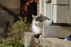 cat_166　空き地にて