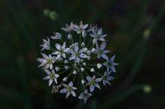 夜空に咲く花のように…