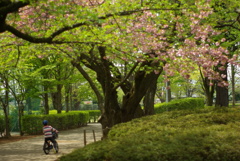 春の公園にて