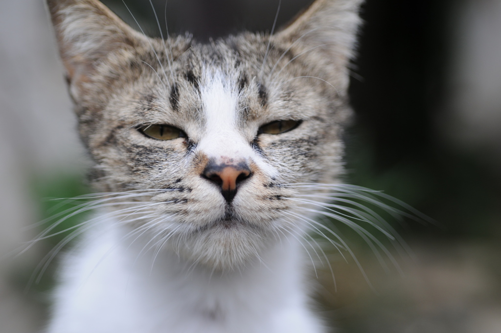cat_291　寝ぼけてる訳じゃないにゃ