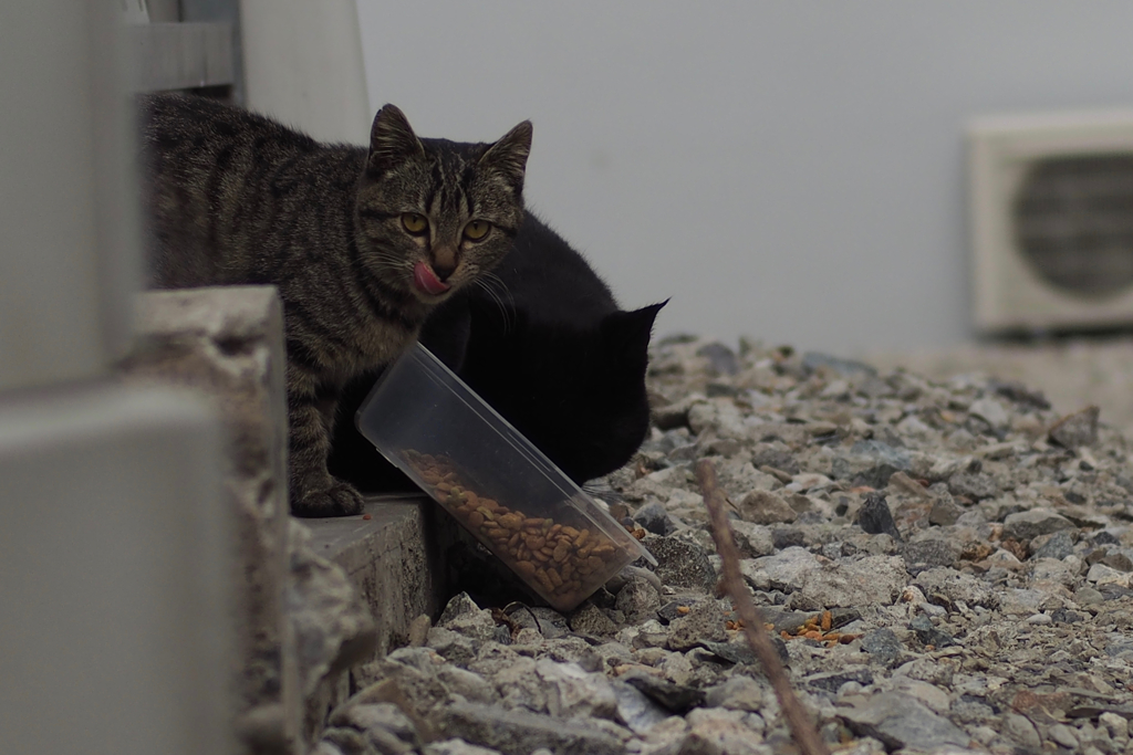 cat_199　美味しいよ2