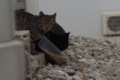 cat_199　美味しいよ2