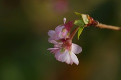 十月桜_4