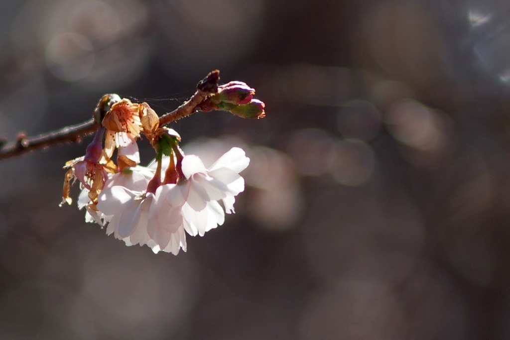 十月桜