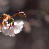 十月桜