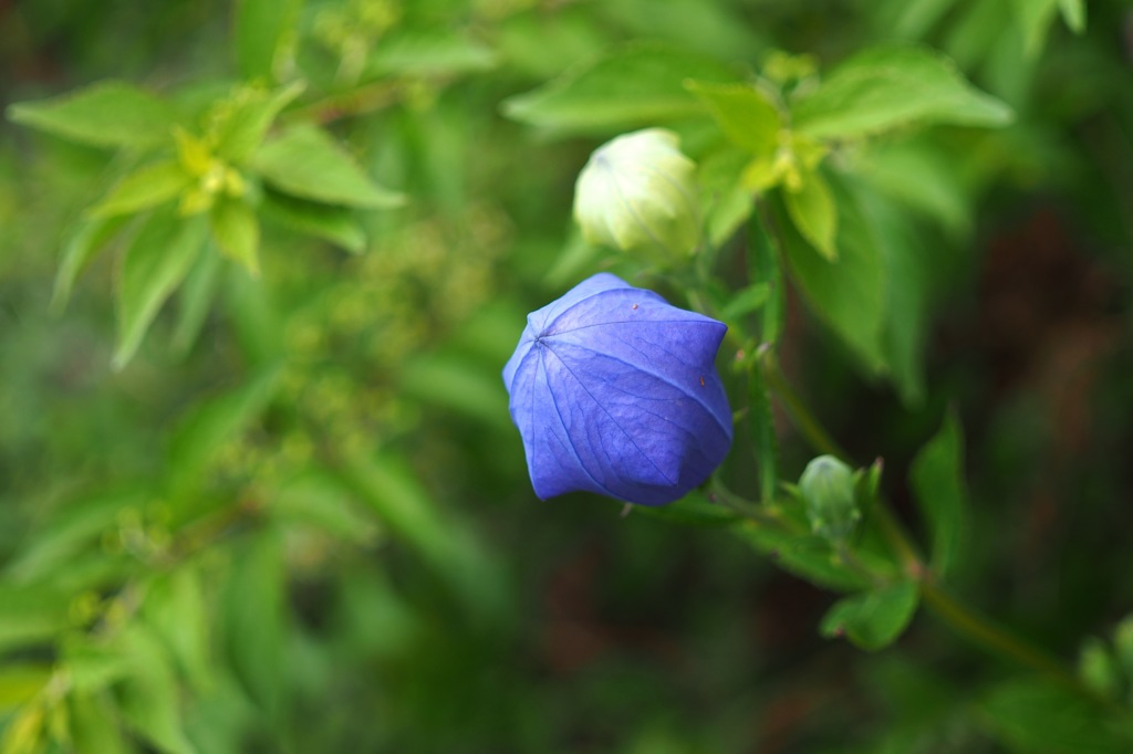 Balloon flower_1