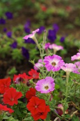 花_赤とピンク