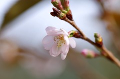 十月桜_2