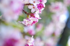 沈丁花_2