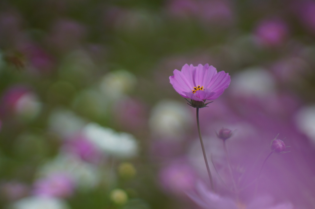 秋桜_10