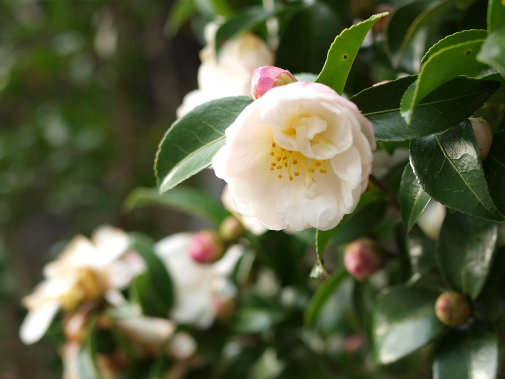 山茶花