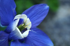 オダマキ_ED14-42