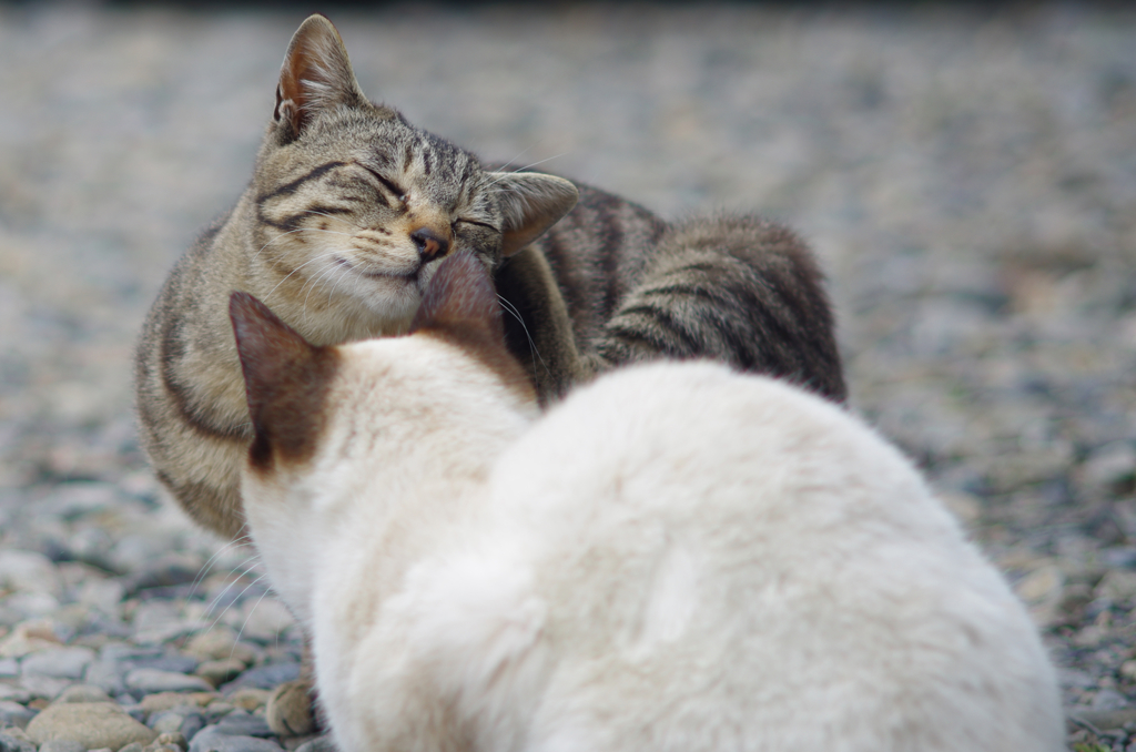 ちょっと通りますよ By こはく Id 6592415 写真共有サイト