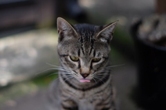 cat_341　ペロッ