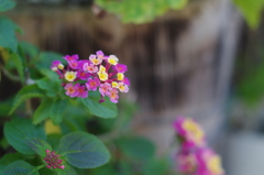 M 50mm F1.7 試し撮り_b