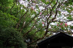 08_枇杷の湯