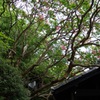 08_枇杷の湯