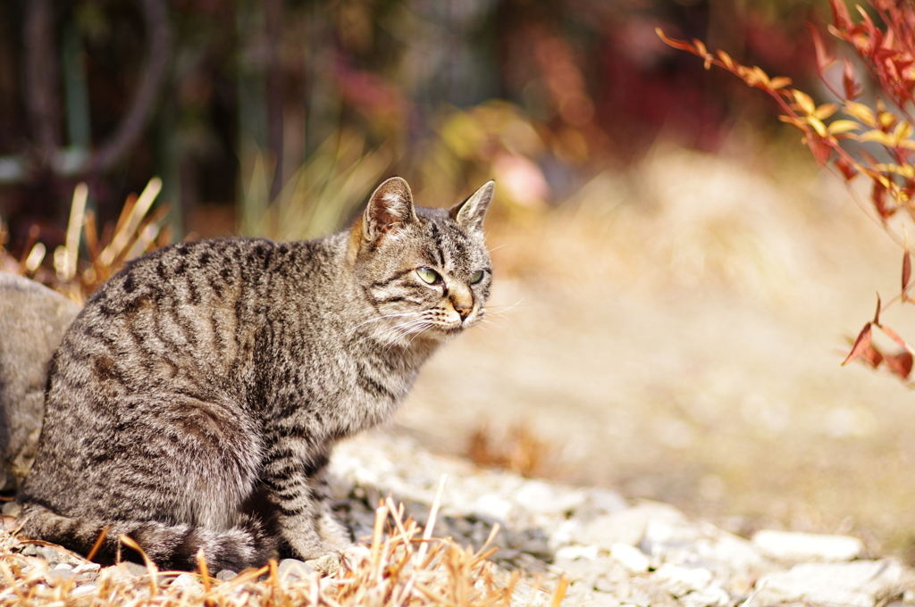 cat_12
