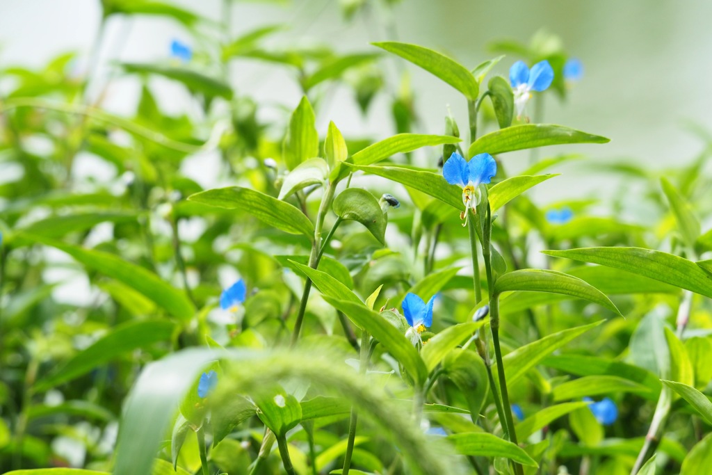 露草