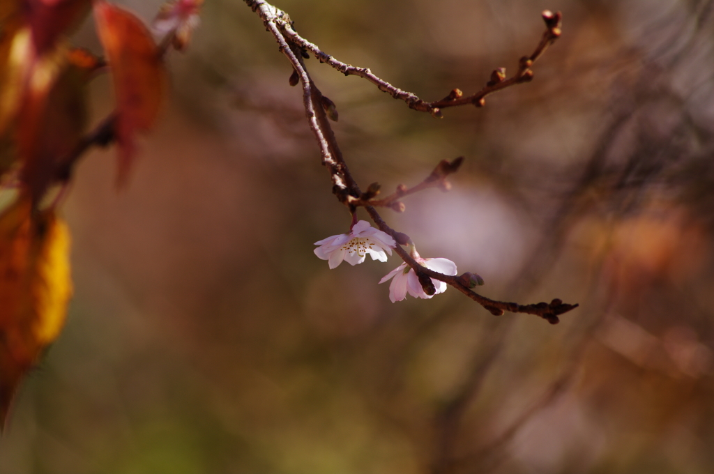 十月桜