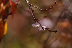 十月桜