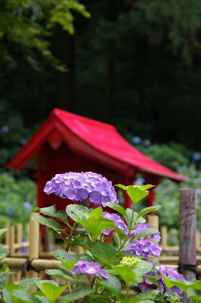 初夏_紫陽花1