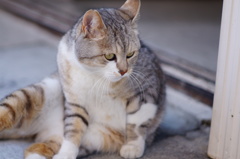 cat_219　んにゃ?