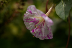 斑入りのオシロイバナ