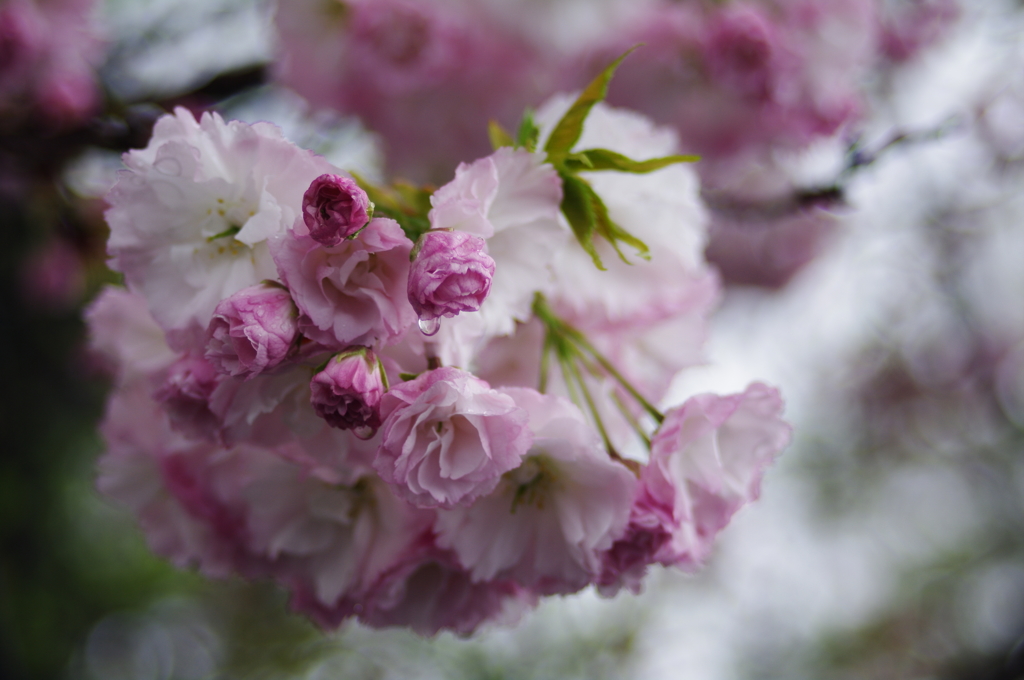 八重桜_2
