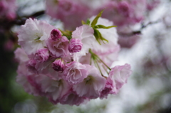 八重桜_2