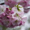 八重桜_2