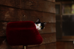 cat_89  座り心地はいかがですか?