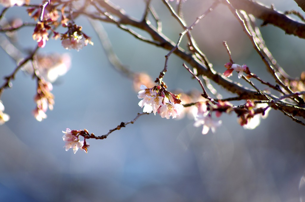 冬_十月桜