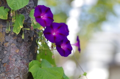 朝顔1_AF90mm