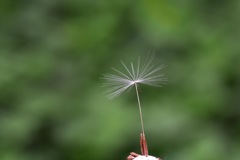 最後の1本