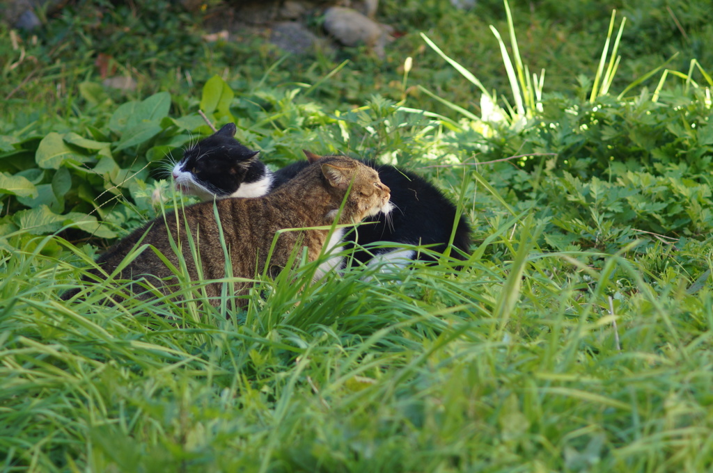 cat_138  ケンカだにゃ