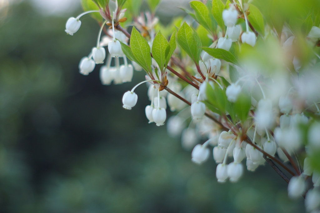 ドウダンツツジ