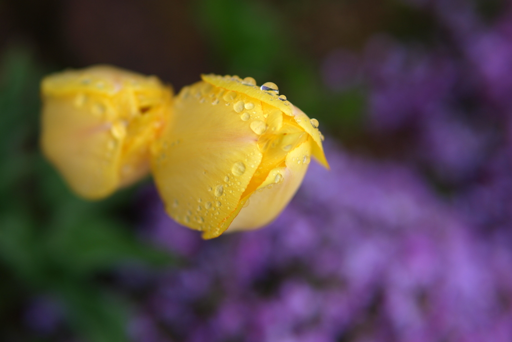 4月の雨