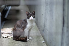 cat_318　判断中