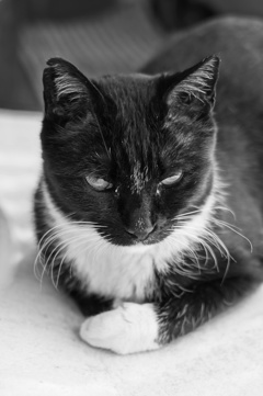 cat_249　白い手袋
