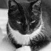 cat_249　白い手袋