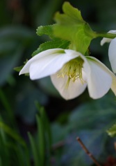 クリスマスローズ_2