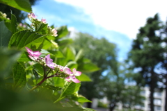 紫陽花_20　梅雨の晴れ間に