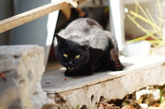 cat_447　難しい黒猫