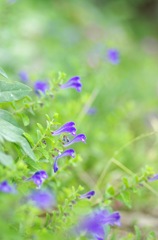 紫色の小さな花