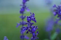 1_Blue salvia