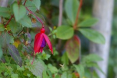 ヒラクトキ ヒラクトキ