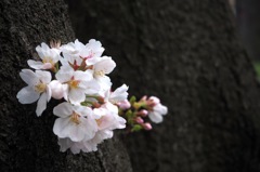 桜2_E-M10